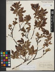 Foto von Salix waldsteiniana Willd.